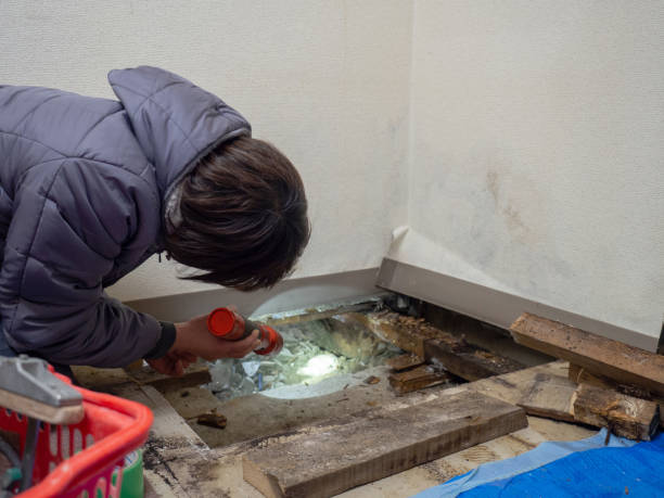 Best Attic Mold Removal  in Rossville, IN