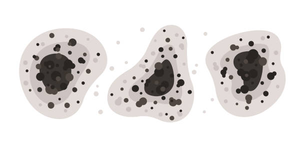 Best Mold-Related Health Consultation  in Rossville, IN