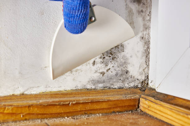 Best Mold Prevention Services  in Rossville, IN